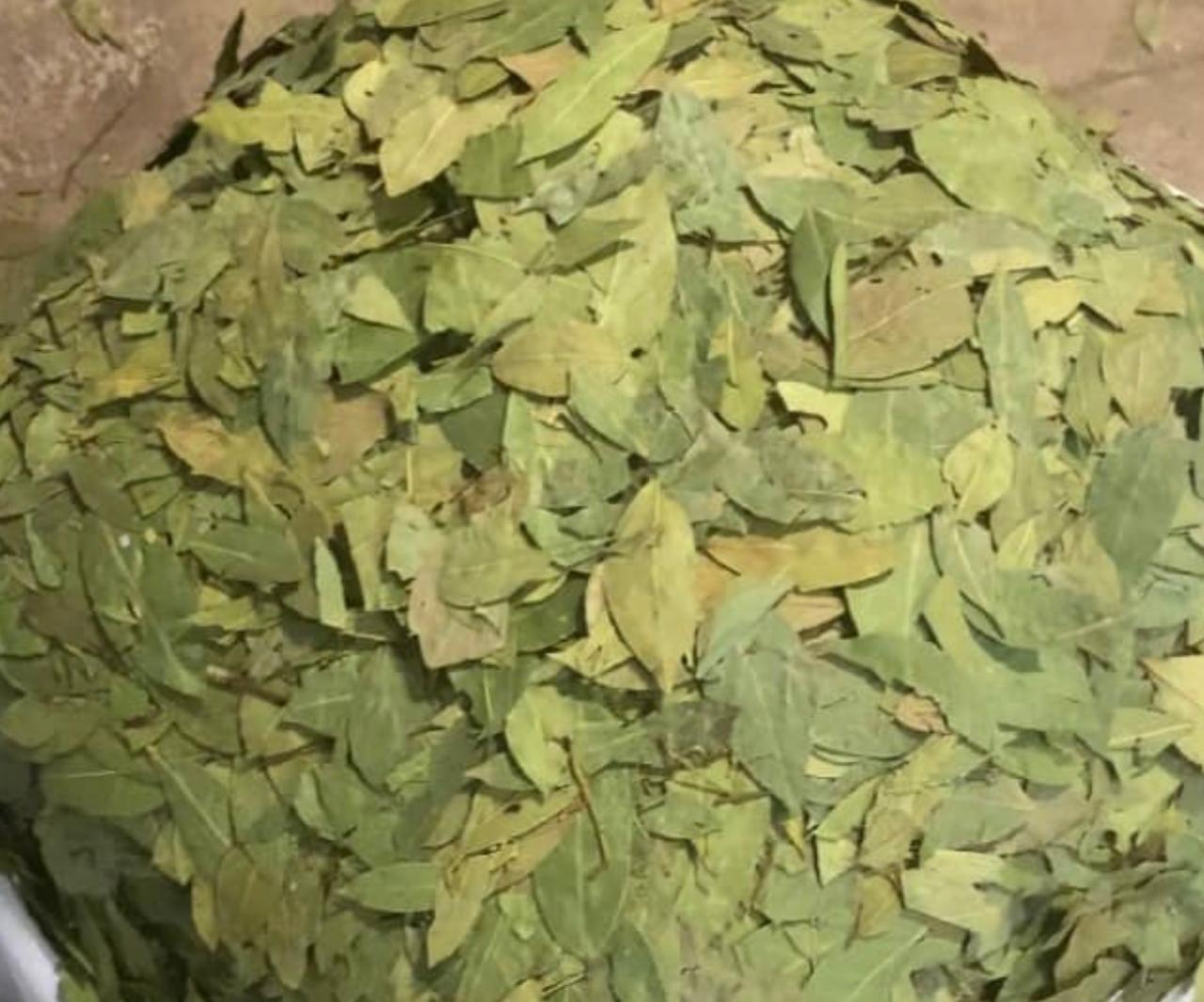 Feuilles De Lauries