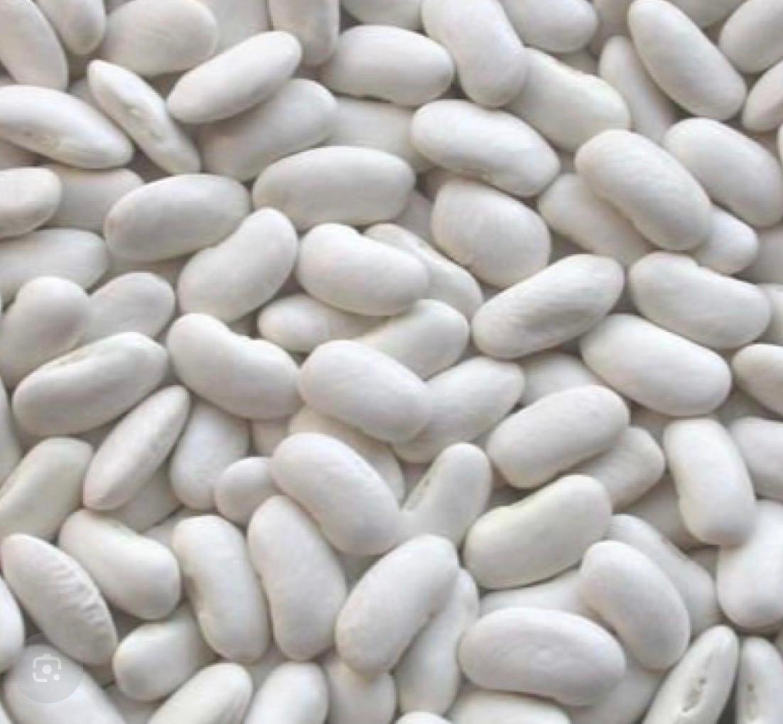 Haricot Blanc — export B2B