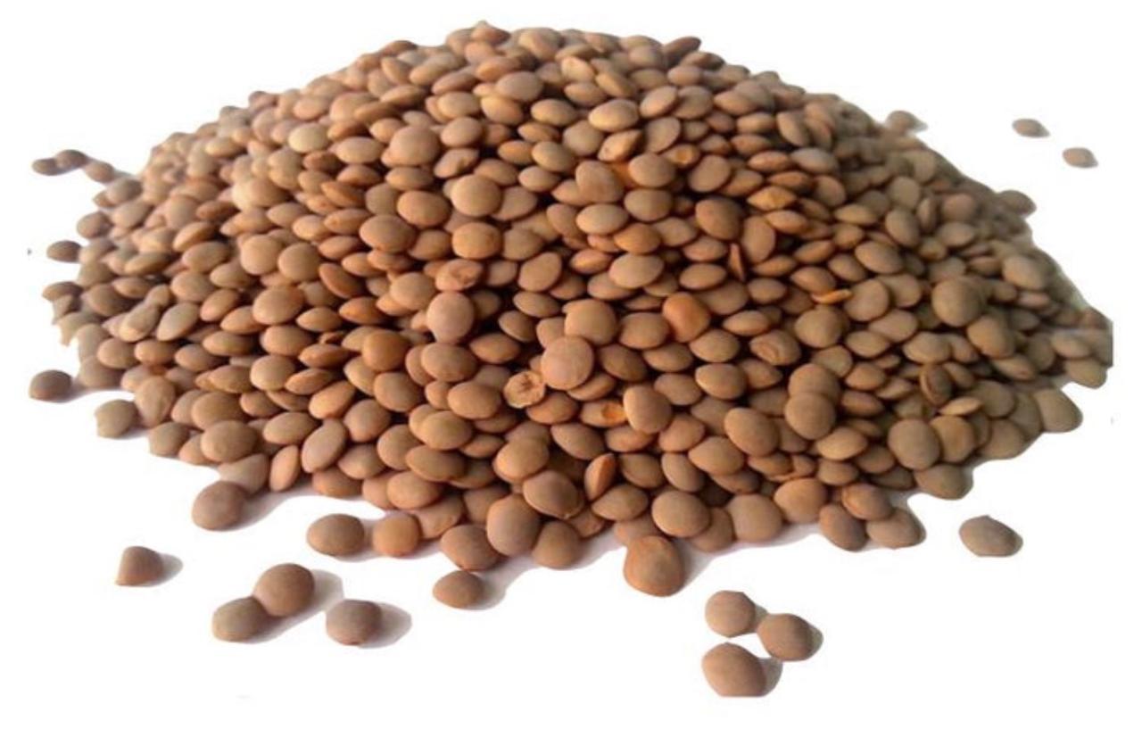 Lentils Entier Marron