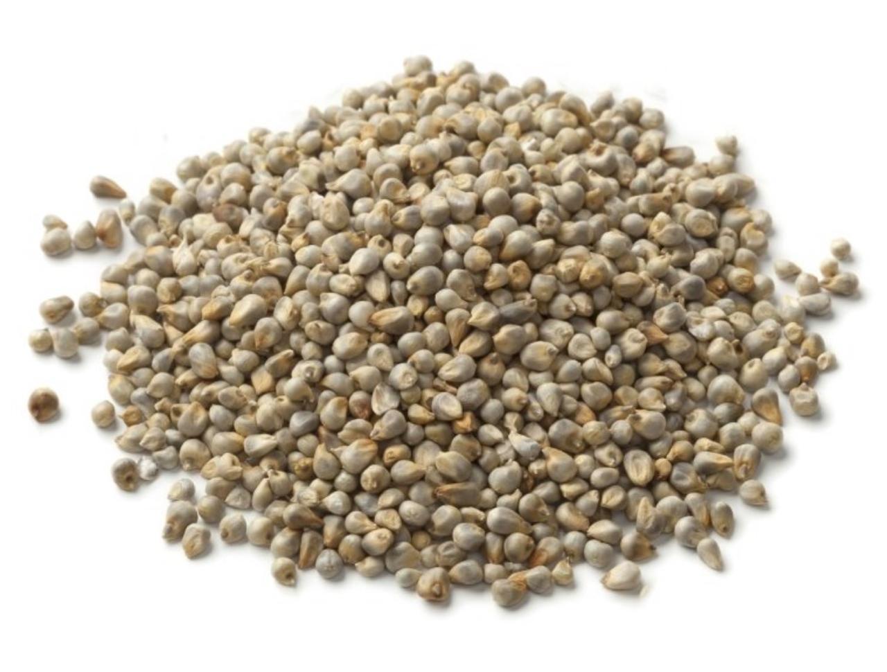 Graines de Millet Vert — export B2B